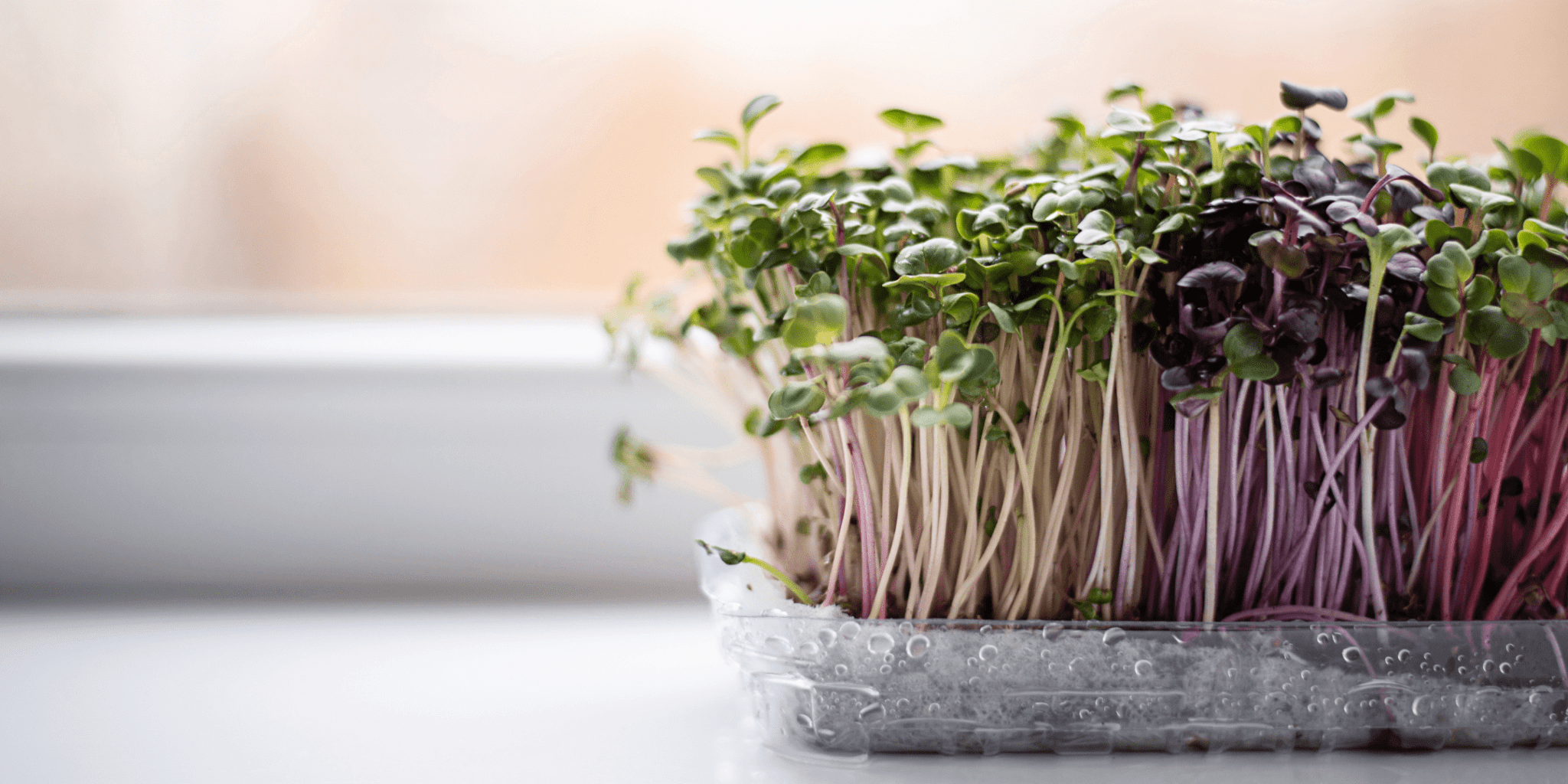 micro greens Image