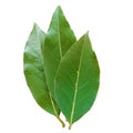 Three green bay leaves on a white background