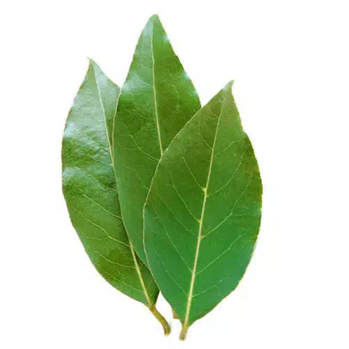 Three green bay leaves on a white background
