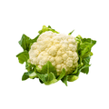 White cauliflower with green leaves on a white background