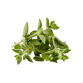 Bunch of fresh green oregano leaves on a white background