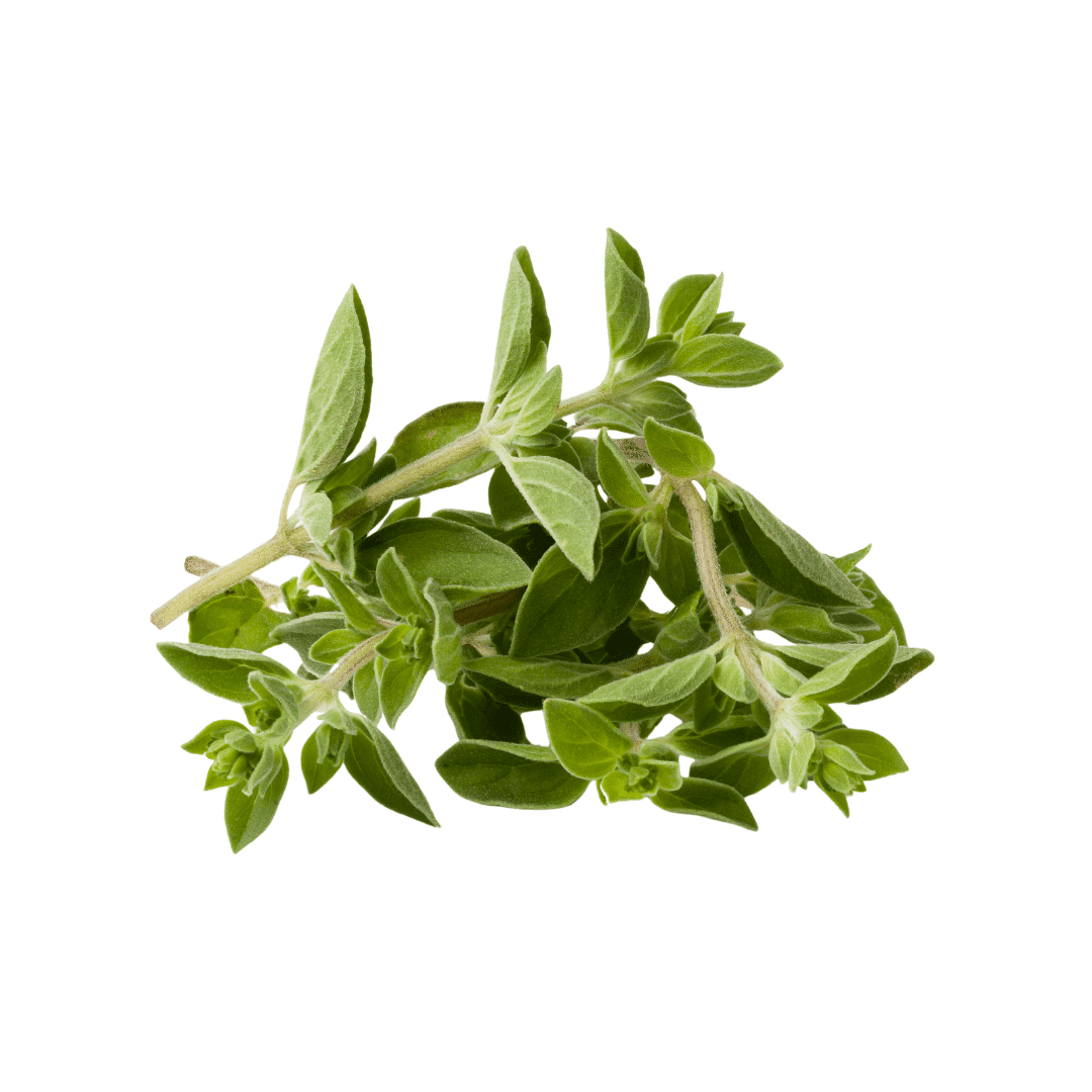 Bunch of fresh green oregano leaves on a white background