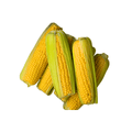 Group of corn on the cob on a white background