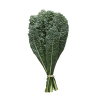 Cavolo-Nero-Kale-Organic