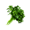 Coriander-Organic