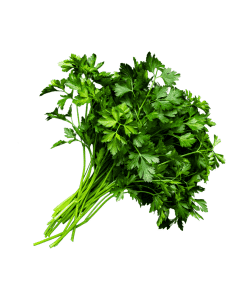Coriander-Organic