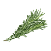Rosemary-Organic