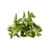 Oregano-Organic
