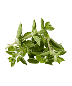 Oregano-Organic