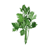 Flat-Parsley-Organic