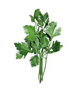 Flat-Parsley-Organic