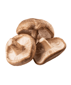 Shitake-Mushroom-Organic