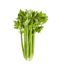Celery-Organic
