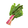 Rainbow-Chard-Silverbeet-Organic