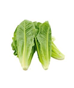 Cos-Lettuce-Organic