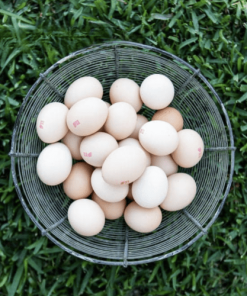 McDougalls FreeRange Eggs 600g