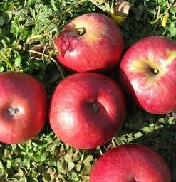 Organic Lady Williams Apples
